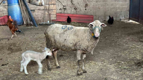 Hayvanlara küflü domates yedirmeyin, idrar içirmeyin”