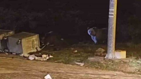 Uludağ’da kış uykusuna yatmayan ayılar, çöp konteynerlerini talan etti