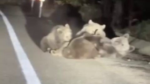 Uludağ’da vahşi doğanın en tatlı anı