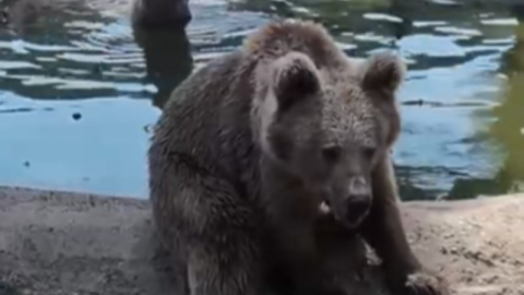 Kış uykusundan önce son banyo
