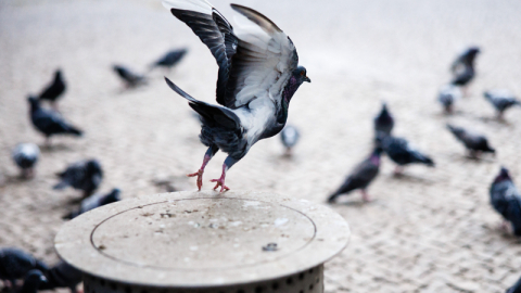 Rusya'dan güvercinlerin uçuşuna yön veren "biyodron" projesi