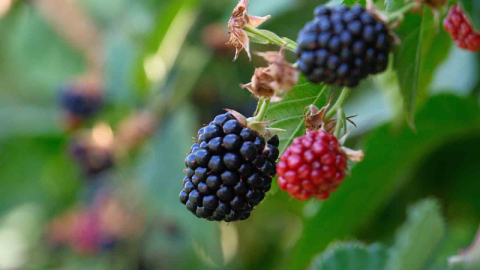 Büyükşehir 9 üründe fide ve fidan desteğinde bulunacak