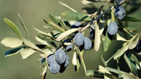 İşte Bursa'da zeytin üreticisinin en büyük sorunu
