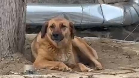 Ezana uluyan sokak köpeği dikkat çekti