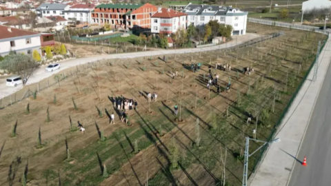 İnegöl'de 572 fidanlı koruluk Akhisar'a nefes oldu
