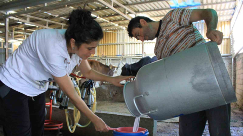 Şapın vurduğu üreticiler süt fiyatında güncelleme istiyor