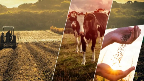 Çiftçiye 1,1 milyar TL'lik destek ödemesi başladı