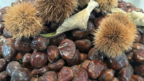 Bursa kestanesinin geleceği konuşuldu