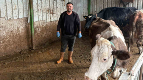 Şap hastalığına bir hayvanını daha verdi