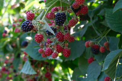 Kestel’de ahududu ve böğürtlene Sırbistan modeli