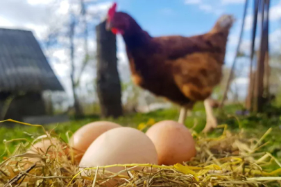 Tavuk eti üretimi 233 bin tonu aştı
