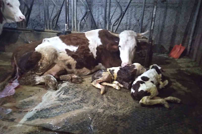 Ölü buzağıyla üzüldüler ikiz doğumla sevindiler