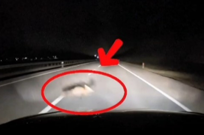 Yola atlayan tilki sürücüye zor anlar yaşattı!