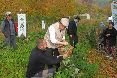 Osmangazi Belediyesinden dağ köylerinde ahududu seferberliği!