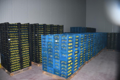 Kestel’e 400 milyon liralık dev meyve tesisi kuruluyor