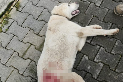 Tavuk kovaladı diye tüfekle vurulan köpek öldü