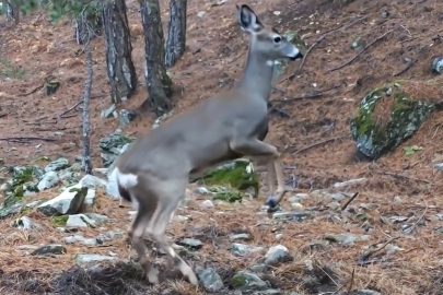Uludağ’da fotokapana yakalanan karacanın sevimli halleri