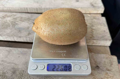 İznik’te yetiştirilen kiviler ağırlıklarıyla rekor kırdı!