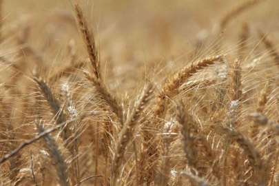 Tahıl üretiminde 133 milyon ton artışla rekor bekleniyor