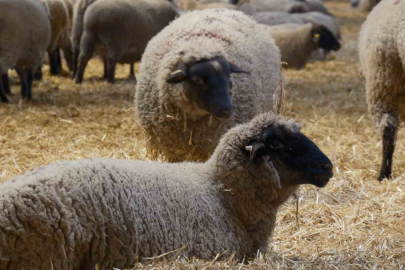 Yılların Merinos Koyunu’na yeni etçil rakip geldi!