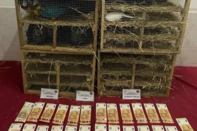 2025'te kaçak canlı hayvan ticareti darbe yedi!