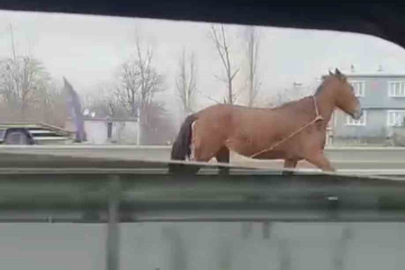 Başıboş at trafikte tehlike saçtı