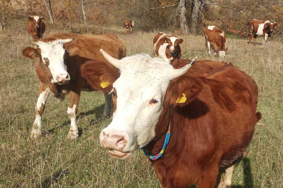 Şapla mücadelede kritik dönem başladı: Aşısız hayvana sevk yok, ceza var