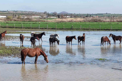 Milyonluk yarış atları da su altında kaldı