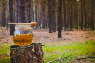 Türk çam balı için Ar-Ge atağı
