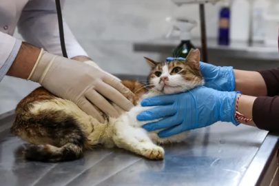 Bursa'da yaralı kediye Büyükşehir yetişti