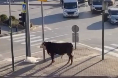 Çiftlikten kaçan boğa trafiği karıştırdı, Ankara yolunda metrelerce koştu