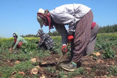 Mevsimlik tarım işçilerinin ortalama günlük ücretleri arttı