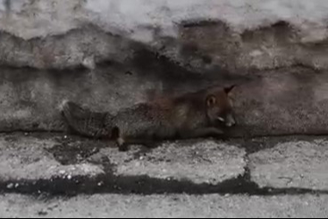 Uludağ’da tilkiye çarpan otomobil sürücüsü yaralı halde bırakıp kaçtı