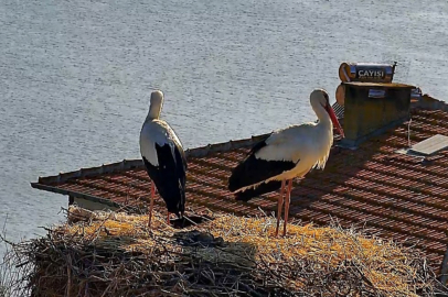 Yaren leylek eşine kavuştu