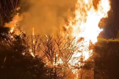 Sebepsiz yere ateşe verilen ağaç itfaiyeyi harekete geçirdi