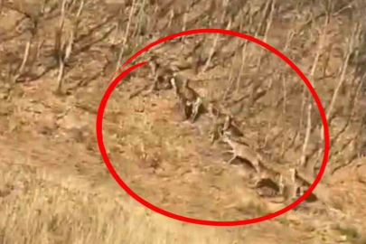 Bursa'da geyik sürüsü kameraya böyle takıldı