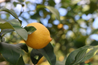 TÜİK’e göre limonda üretici fiyatları yıllık yüzde 410 yükseldi