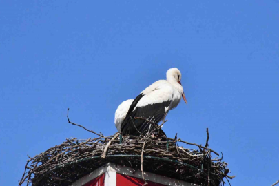 Yuva yapacak alan bulamayan leylekler yeniden İznik’te