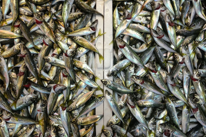 Bayram öncesi balık tezgahlarında bolluk