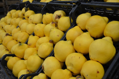 Ayvanın kilosu cep yakıyor! 300 liradan satışta