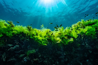 Prof. Dr. Sarı: "Tatlı su kaynakları hızla tükeniyor"