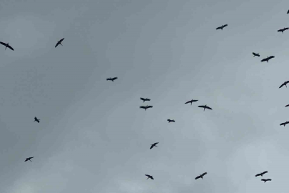 Leylek sürüsü Bursa semalarında görüldü