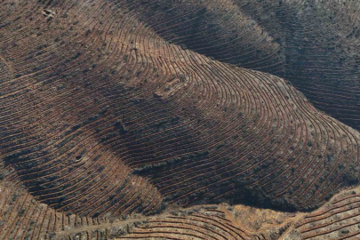 Bursa’da yanan ormanlar 8 ayda ilmek ilmek işlendi, bölge yeniden can buldu