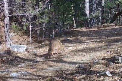 Uludağ’da Altın Çakallar fotokapana yakalandı