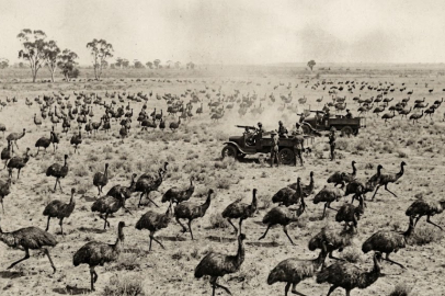 Dünyanın en absürt savaşı..makineli tüfekler kuşa karşı..