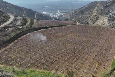 Bursa'da siyahların ardında açan pembe şeftali çiçekleri