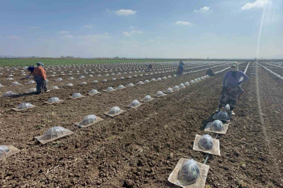 Karacabey Ovası’nda turfanda karpuz ekimi başladı