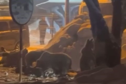 Uludağ’da kış uykusundan uyanan ayı ailesi yemek için Sarıalan’a indi