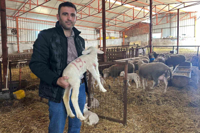 57 yıldır safkan damızlık Karacabey merinosu yetiştiriyorlar, birçok sürüde imzaları var