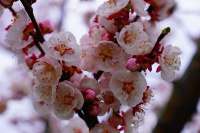 İznik çiçek bahçesine büründü